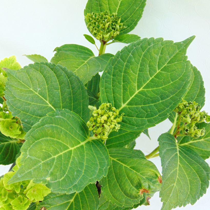 Hydrangea macrophylla Magical Revolution Rose - Bauernhortensie (Foliage)