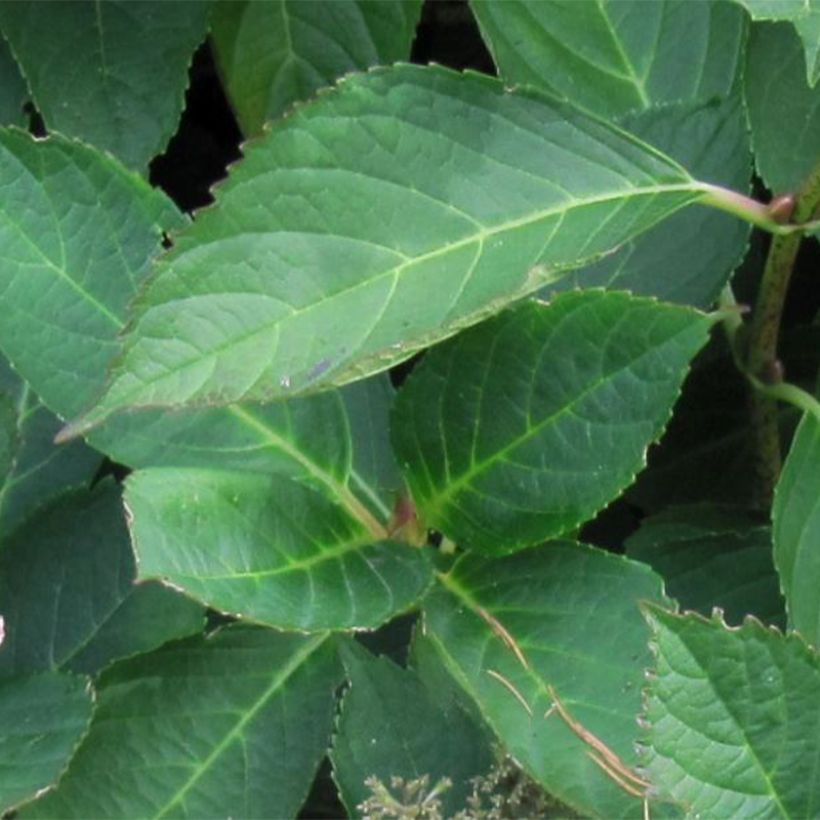 Hydrangea macrophylla Mariesii Perfecta - Bauernhortensie (Foliage)