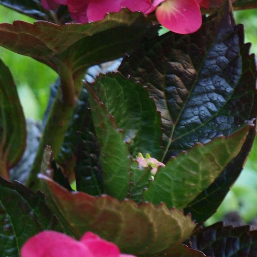 Hydrangea macrophylla Merveille Sanguine - Bauernhortensie (Foliage)