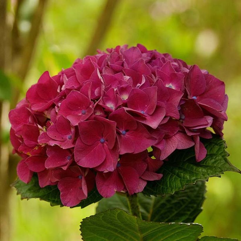 Hydrangea macrophylla Merveille Sanguine - Bauernhortensie (Flowering)