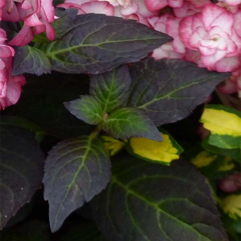 Hydrangea macrophylla Miss Saori - Bauernhortensie (Laub)