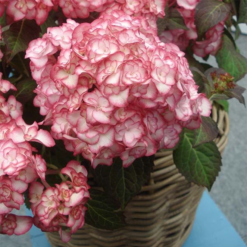 Hydrangea macrophylla Miss Saori - Bauernhortensie (Wuchs)