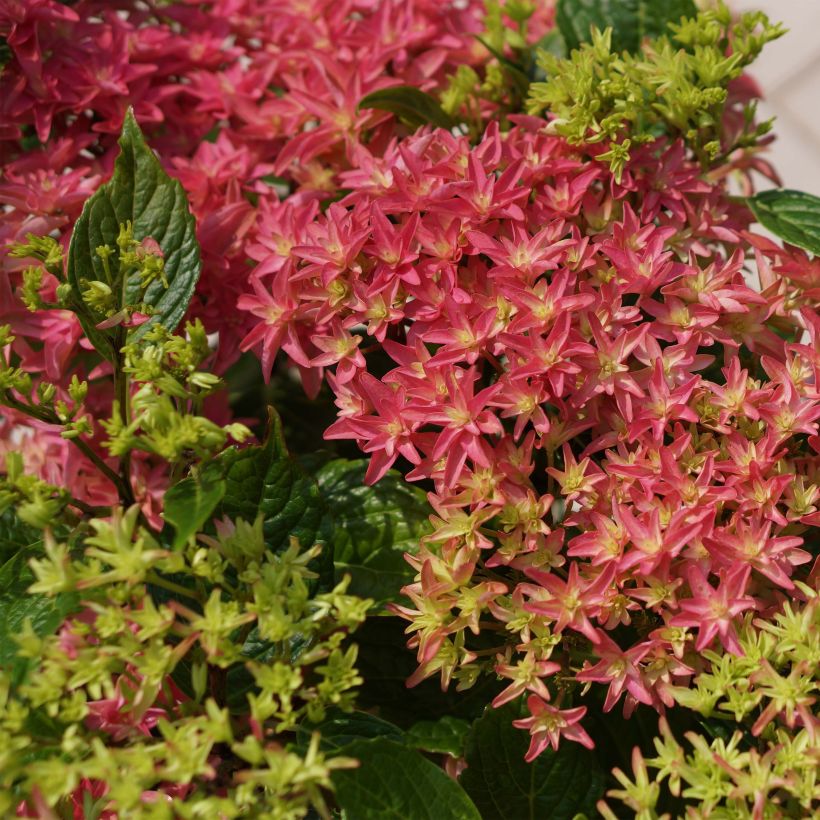 Hydrangea macrophylla Princess Diana - Bauernhortensie (Flowering)