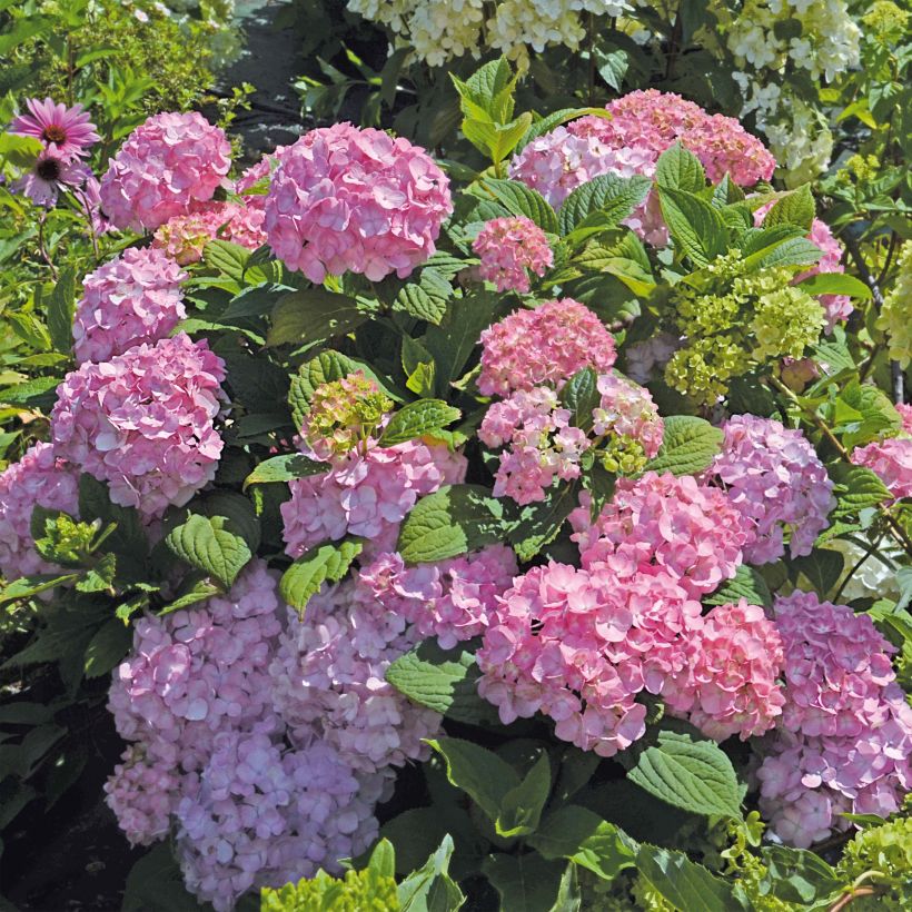 Hydrangea macrophylla So Long Rosy - Bauernhortensie (Plant habit)