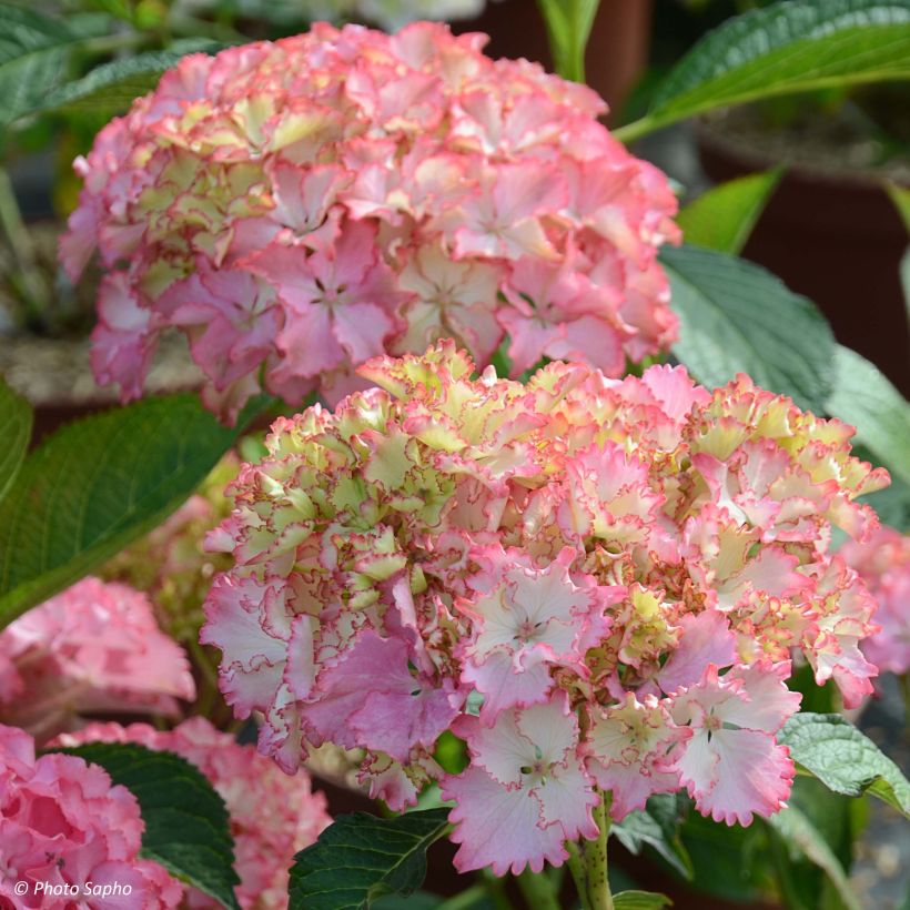 Hydrangea macrophylla So Long Sunny - Bauernhortensie (Flowering)