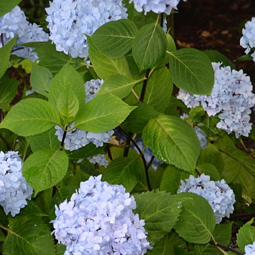Hydrangea macrophylla So Long Ebony - Bauernhortensie (Foliage)