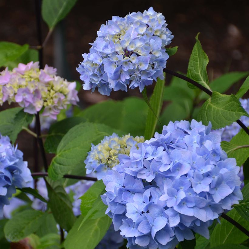 Hydrangea macrophylla So Long Ebony - Bauernhortensie (Flowering)