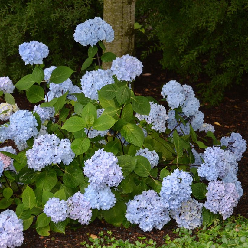 Hydrangea macrophylla So Long Ebony - Bauernhortensie (Plant habit)