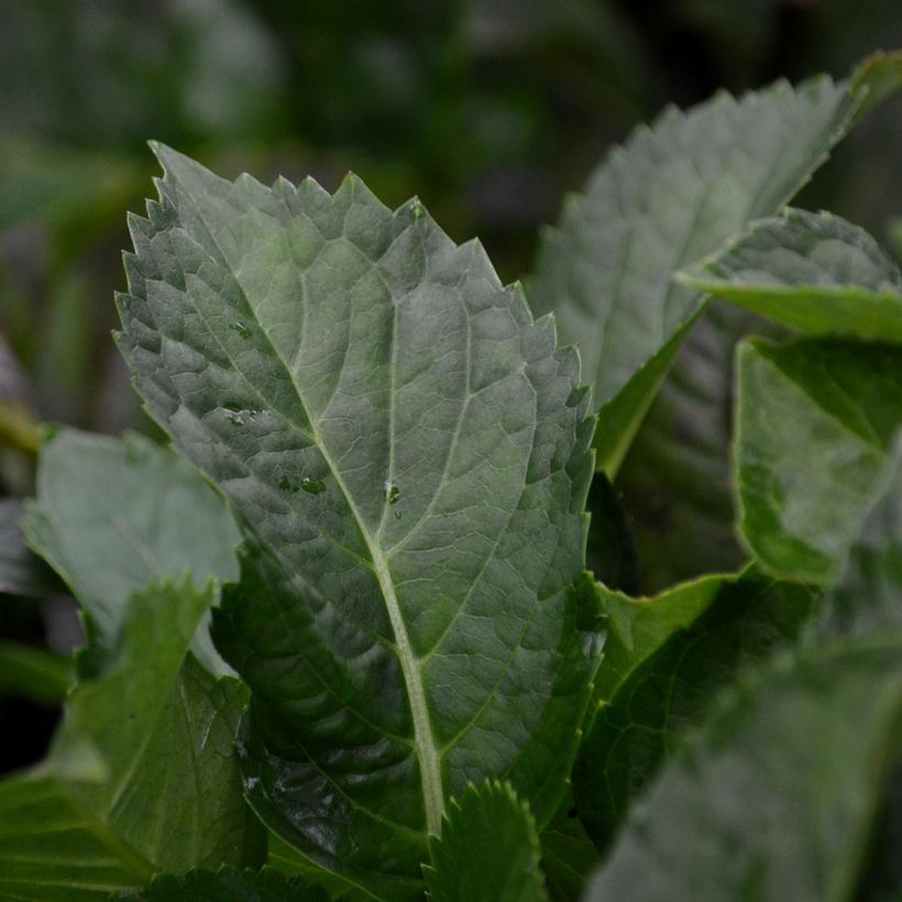 Hydrangea macrophylla You and Me Romance - Bauernhortensie (Foliage)