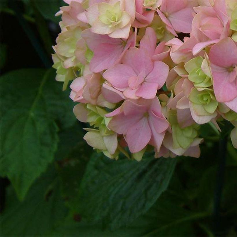 Hydrangea macrophylla You and Me Together - Bauernhortensie (Foliage)