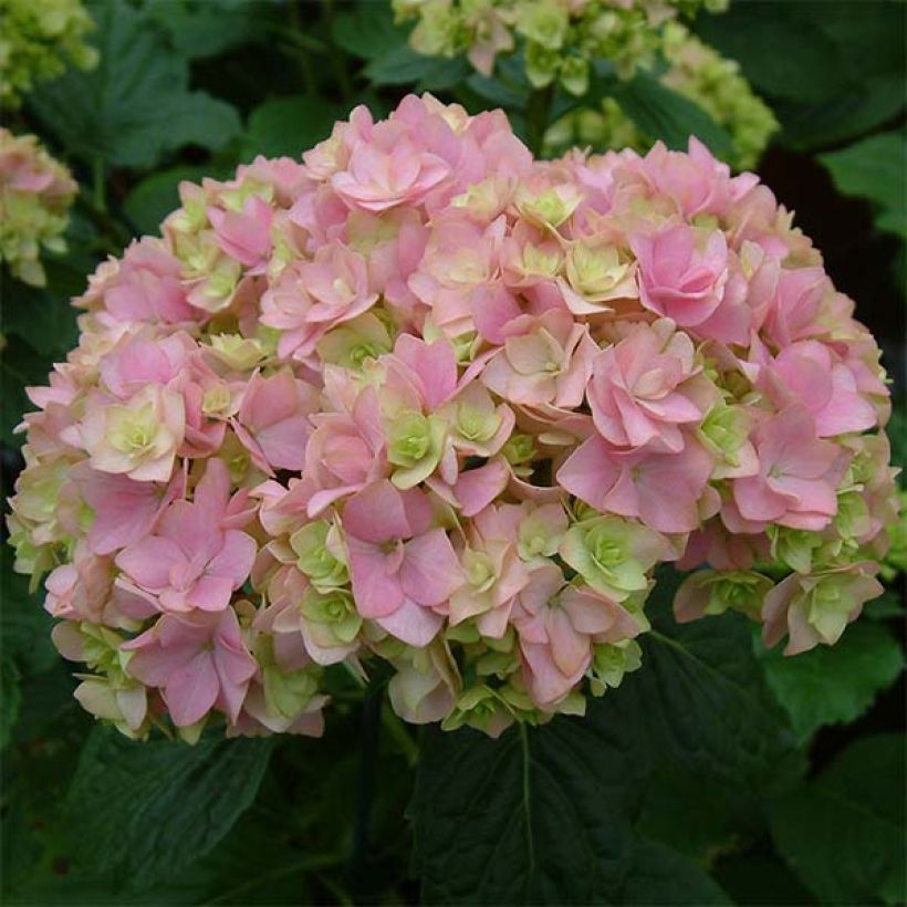 Hydrangea macrophylla You and Me Together - Bauernhortensie (Flowering)