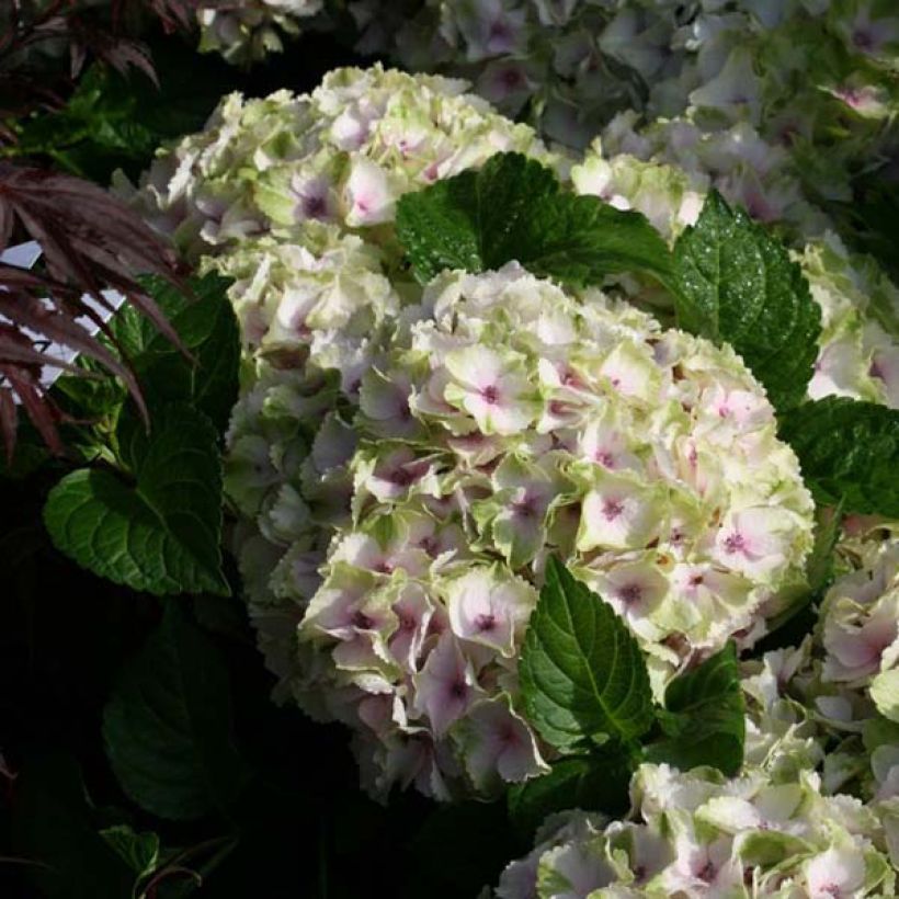 Hydrangea macrophylla Magical Summer Green - Bauernhortensie (Flowering)