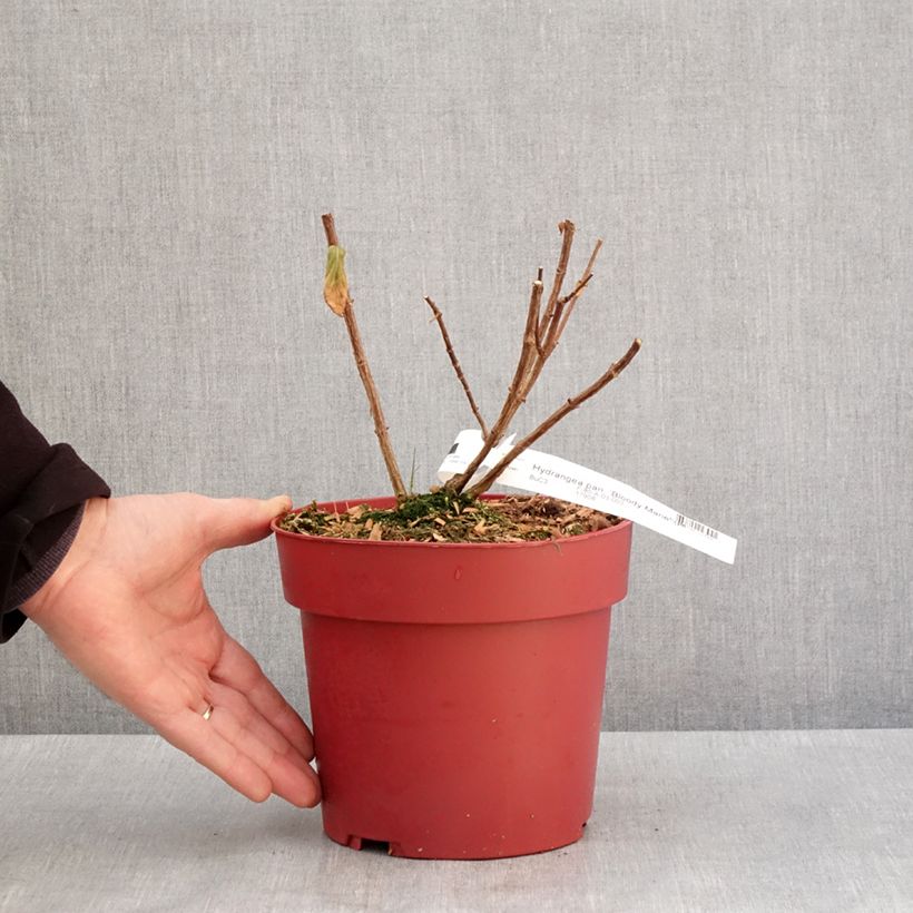 Exemplar von Rispenhortensie Bloody Marie - Hydrangea paniculata Topf mit 3L/4L wie im Winter geliefert