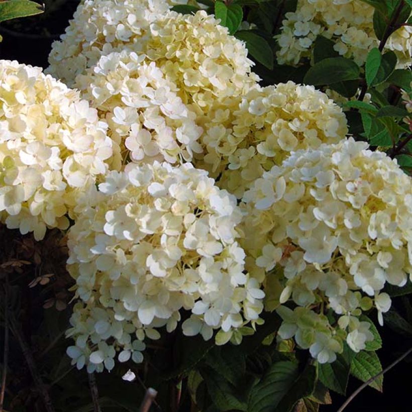 Rispenhortensie Bobo - Hydrangea paniculata (Flowering)