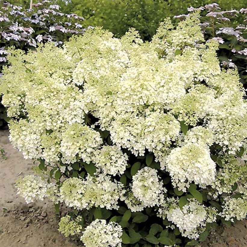 Rispenhortensie Bobo - Hydrangea paniculata (Plant habit)