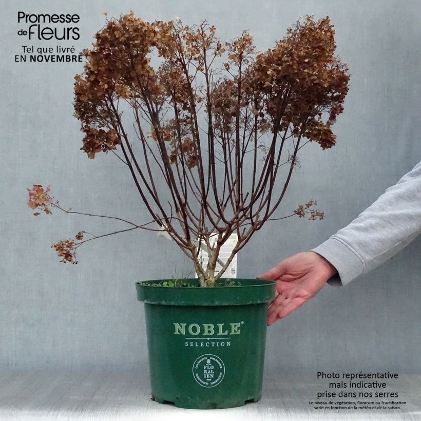 Example of Rispenhortensie Bobo - Hydrangea paniculata Topf mit 6L/7L as you get in automne