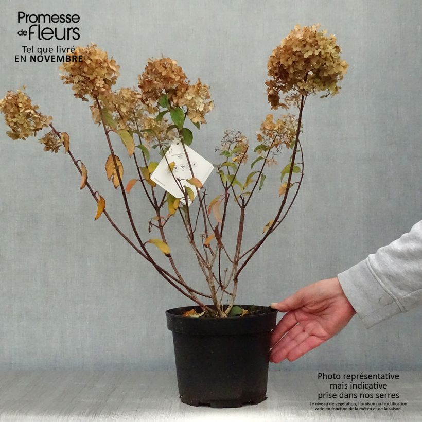 Example of Rispenhortensie Bobo - Hydrangea paniculata Topf mit 3L/4L as you get in automne