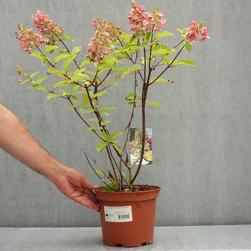 Exemplar von Rispenhortensie Candlelight - Hydrangea paniculata Topf mit 3L/4L wie im Sommer geliefert