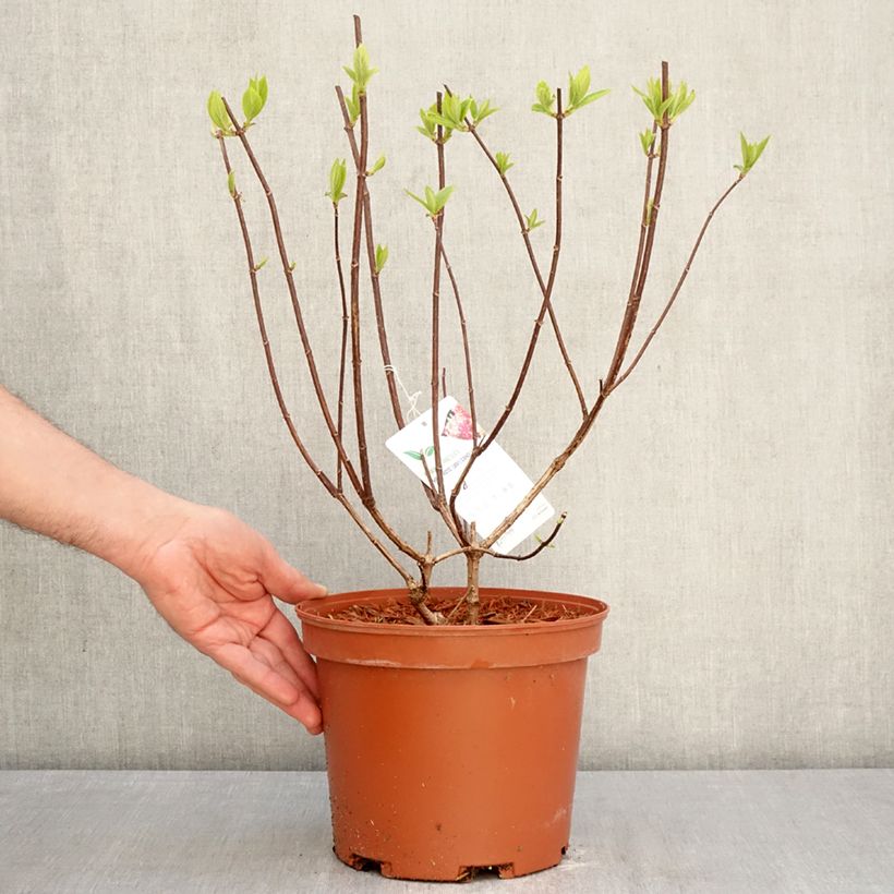 Exemplar von Rispenhortensie Candlelight - Hydrangea paniculata Topf mit 3L/4L wie im Frühjahr geliefert