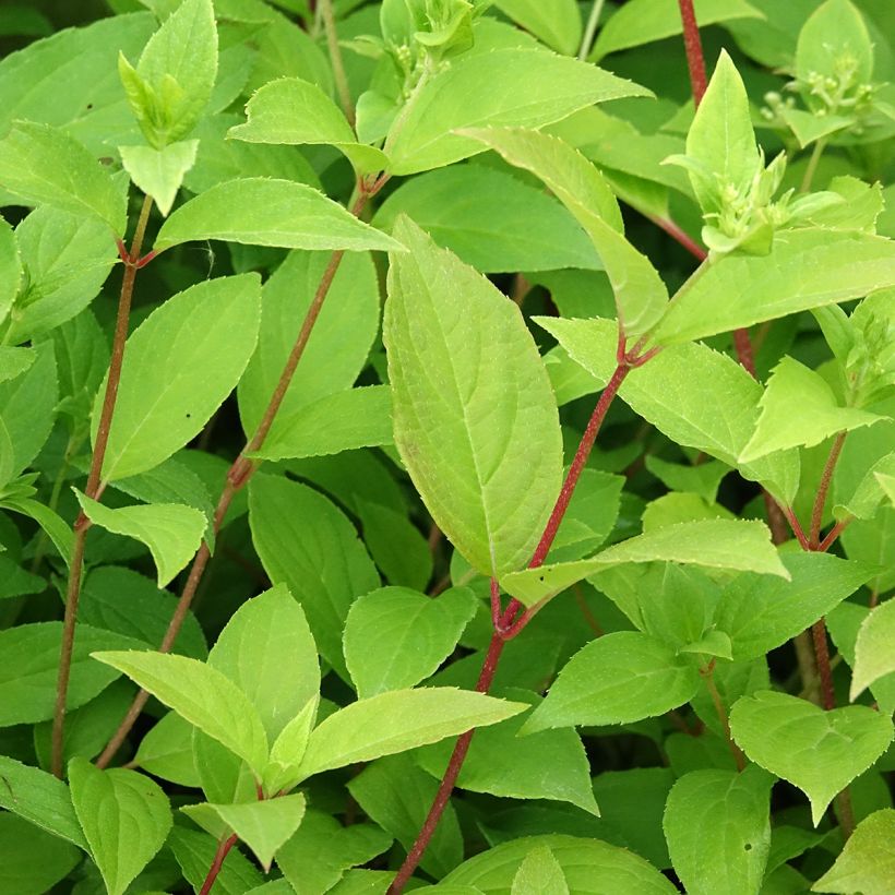 Rispenhortensie Confetti - Hydrangea paniculata (Laub)