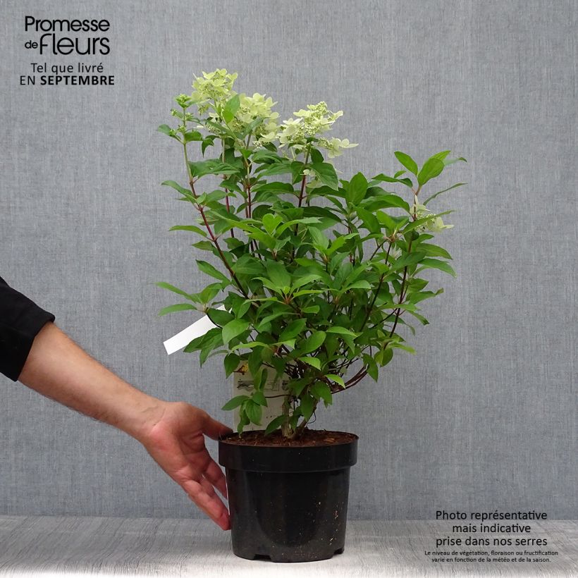 Example of Rispenhortensie Confetti - Hydrangea paniculata Topf mit 2L/3L as you get in automne