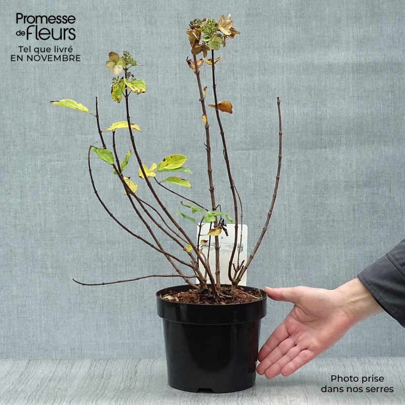Example of Rispenhortensie Dart's Little Dot - Hydrangea paniculata Topf mit 3L/4L as you get in automne