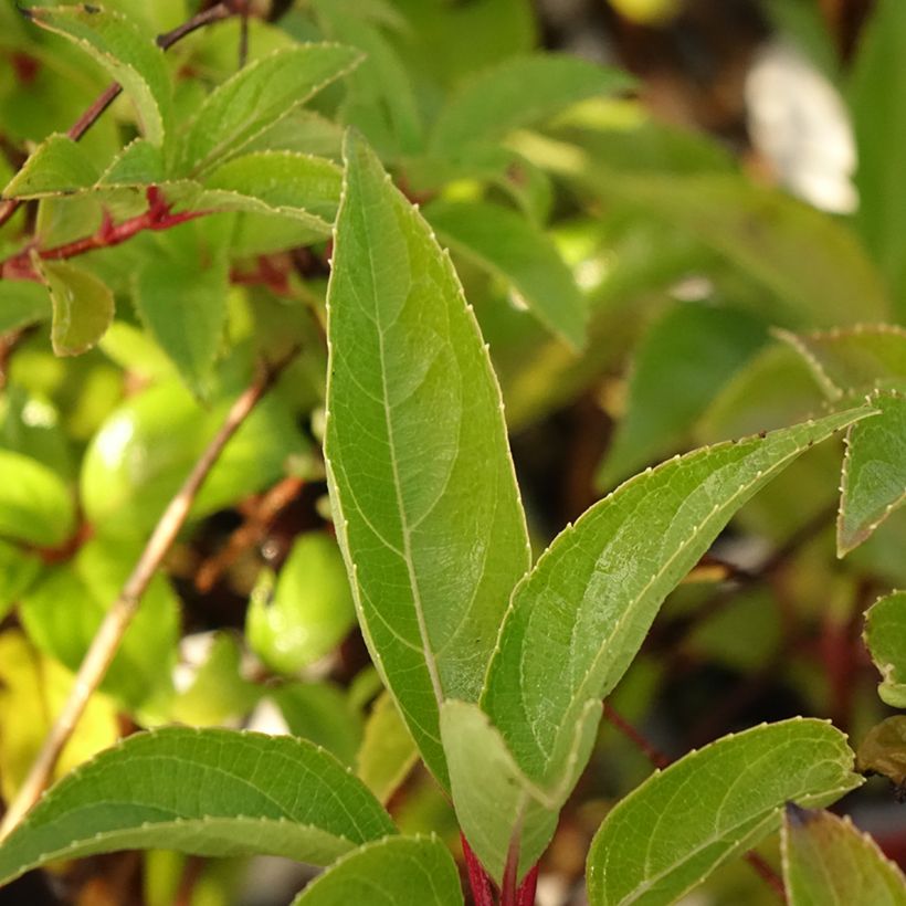 Rispenhortensie Dharuma - Hydrangea paniculata (Foliage)