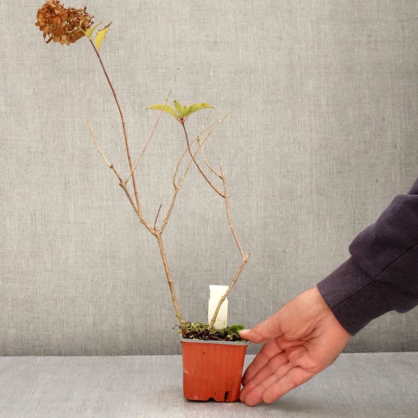 Exemplar von Rispenhortensie Dharuma - Hydrangea paniculata Kleine Töpfe von 8/9 cm wie im Herbst geliefert