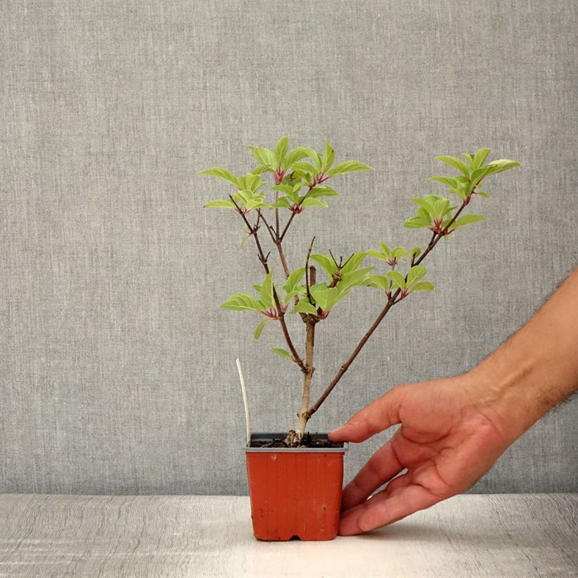 Example of Rispenhortensie Dharuma - Hydrangea paniculata Kleine Töpfe von 8/9 cm as you get in ete