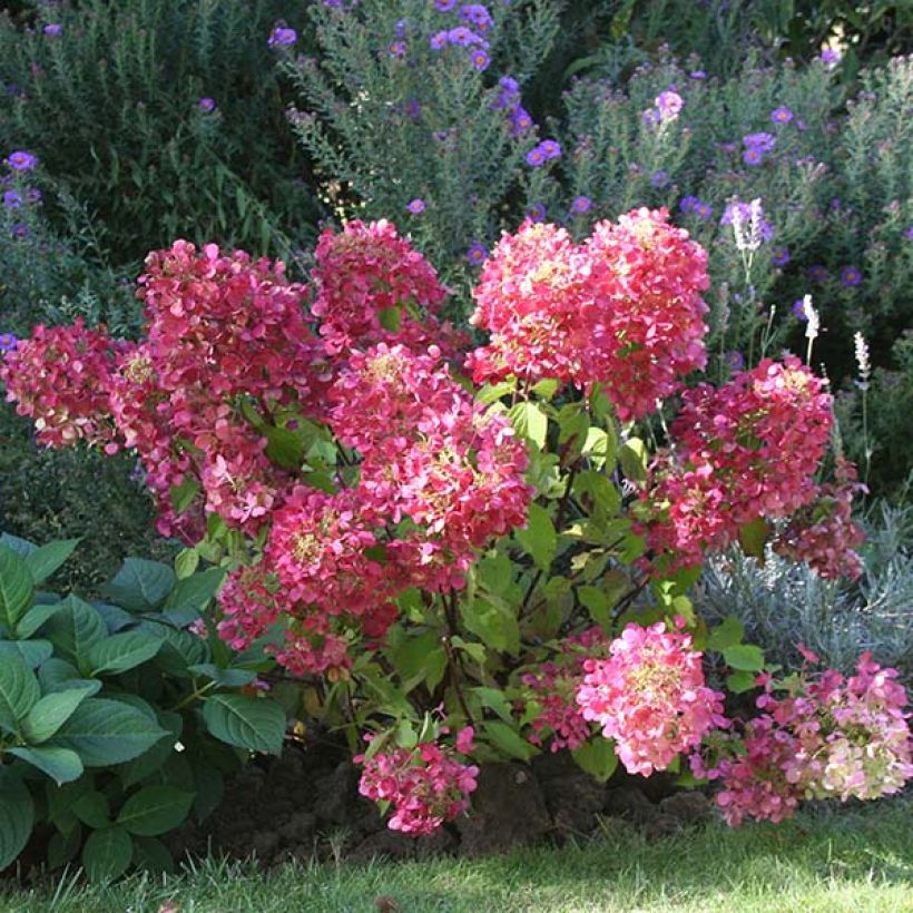Rispenhortensie Diamant Rouge - Hydrangea paniculata (Plant habit)
