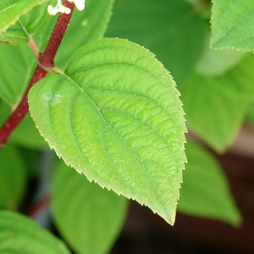 Rispenhortensie Fire Light Tidbit - Hydrangea paniculata (Foliage)