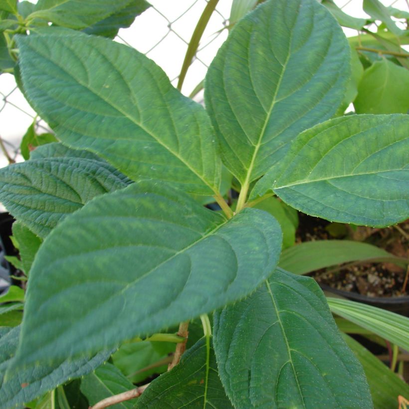Rispenhortensie Great Star Le Vasterival - Hydrangea paniculata (Foliage)