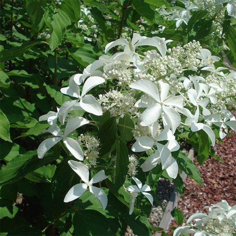 Rispenhortensie Great Star Le Vasterival - Hydrangea paniculata (Flowering)