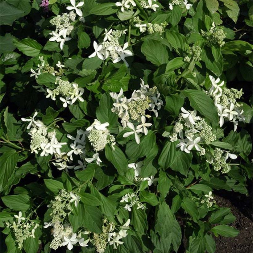Rispenhortensie Great Star Le Vasterival - Hydrangea paniculata (Plant habit)
