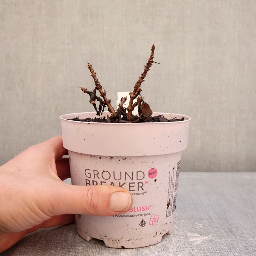 Exemplar von Rispenhortensie Groundbreaker - Hydrangea paniculata Topf mit 1L/1,5L wie im Winter geliefert