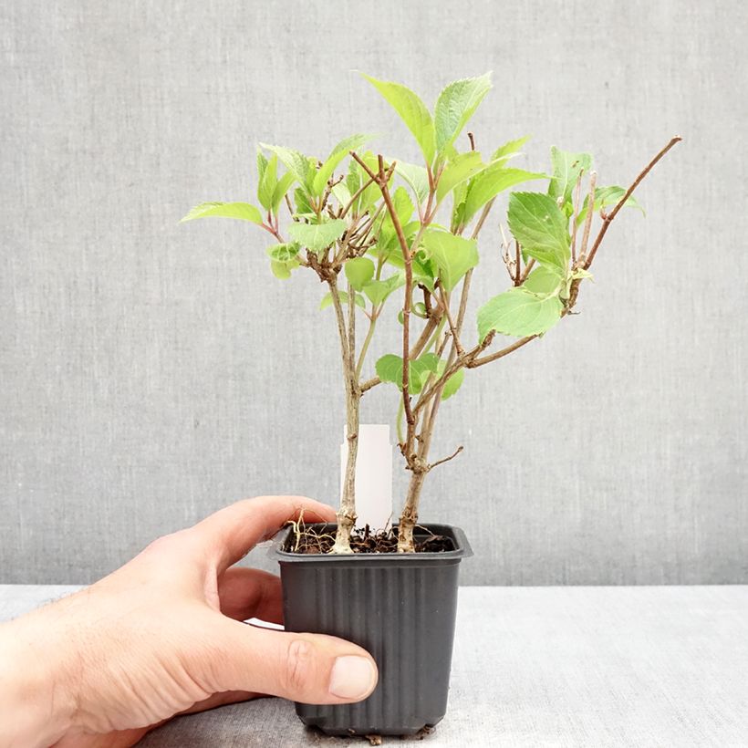 Exemplar von Rispenhortensie Levana - Hydrangea paniculata Kleine Töpfe von 8/9 cm wie im Frühjahr geliefert