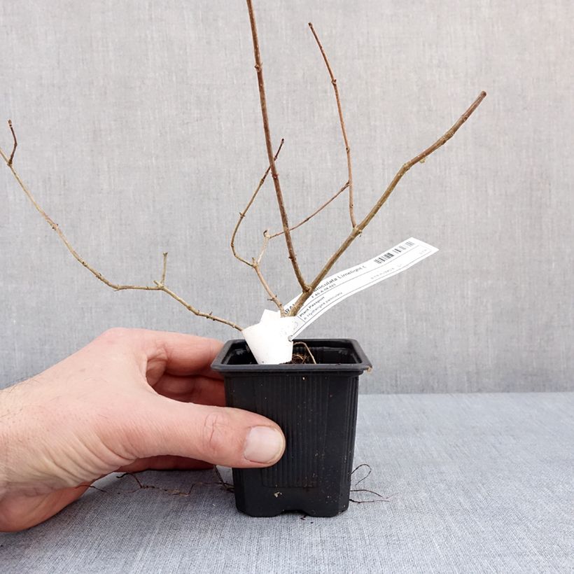 Exemplar von Rispenhortensie Limelight - Hydrangea paniculata Kleine Töpfe von 8/9 cm wie im Winter geliefert