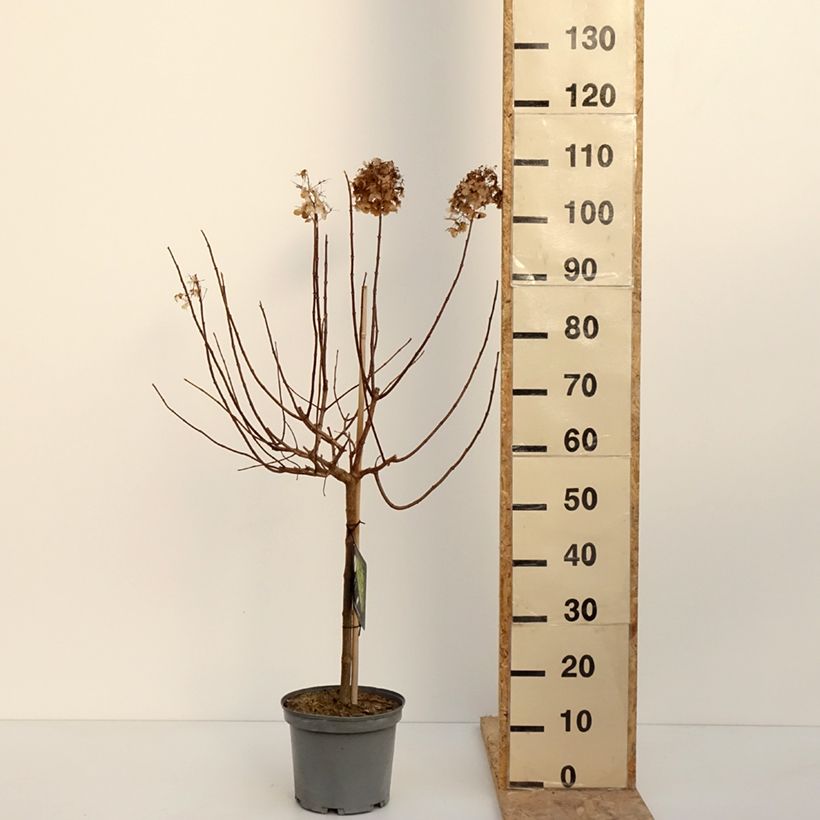Example of Rispenhortensie Limelight - Hydrangea paniculata Topf mit 3L/4L as you get in hiver