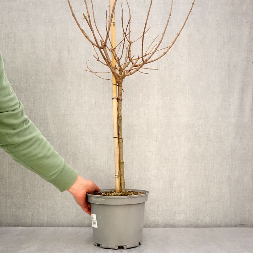 Exemplar von Rispenhortensie Limelight - Hydrangea paniculata Topf mit 3L/4L, Stamm wie im Frühjahr geliefert