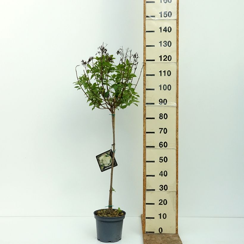 Exemplar von Rispenhortensie Limelight - Hydrangea paniculata Topf mit 3L/4L, Stamm wie im Sommer geliefert
