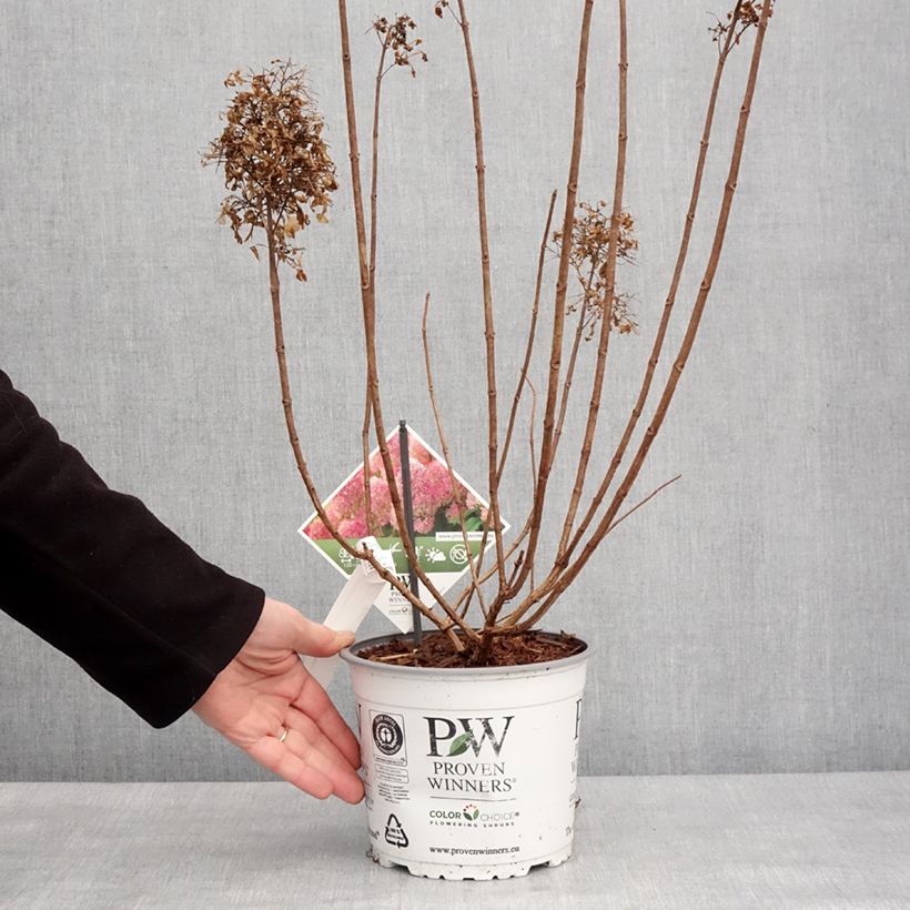 Exemplar von Rispenhortensie Limelight Prime® Proven Winners® - Hydrangea paniculata Topf mit 3L/4L wie im Winter geliefert