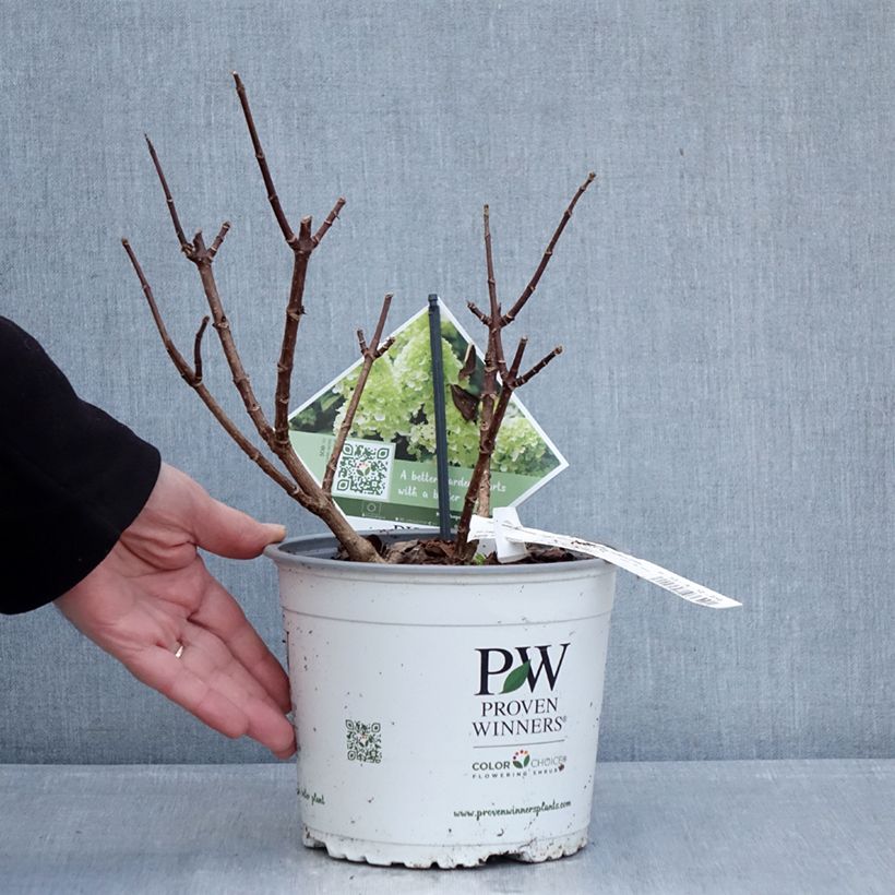 Exemplar von Rispenhortensie Little Lime® Punch Proven Winners® - Hydrangea paniculata Topf mit 3L/4L wie im Winter geliefert