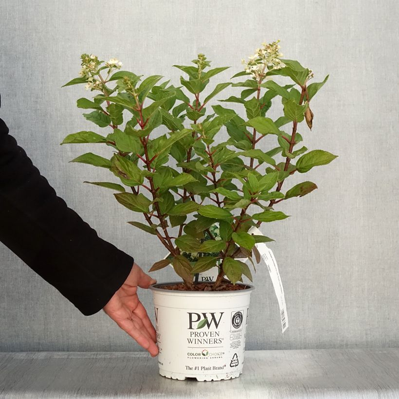 Example of Rispenhortensie Little Lime® Punch Proven Winners® - Hydrangea paniculata Topf mit 3L/4L as you get in automne