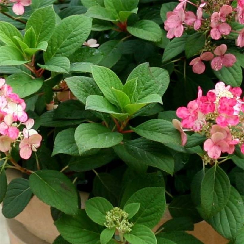 Rispenhortensie Little Quick Fire - Hydrangea paniculata (Foliage)