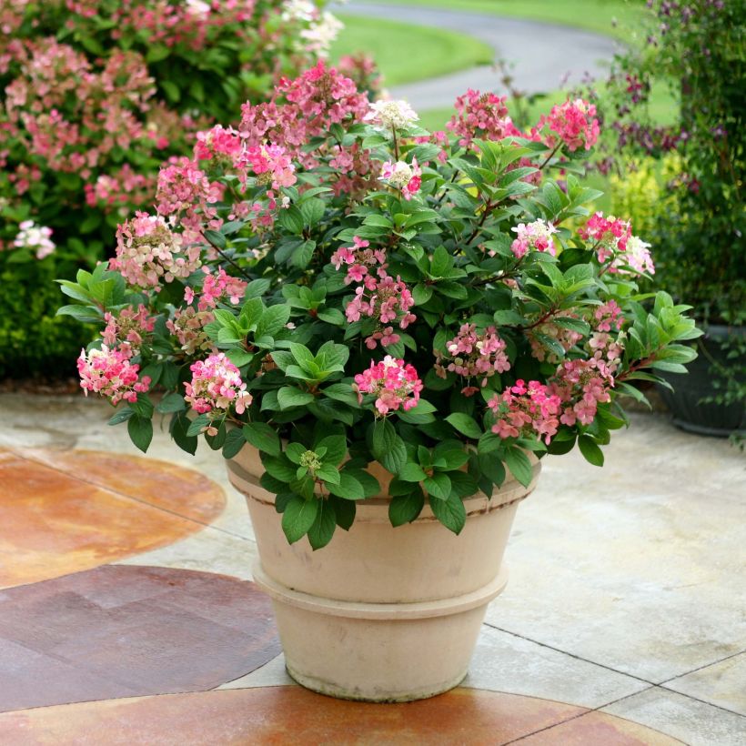 Rispenhortensie Little Quick Fire - Hydrangea paniculata (Plant habit)