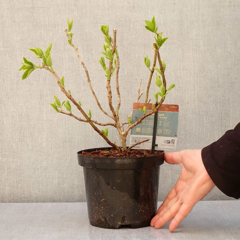 Exemplar von Rispenhortensie Little Spooky - Hydrangea paniculata Topf mit 3L/4L wie im Frühjahr geliefert