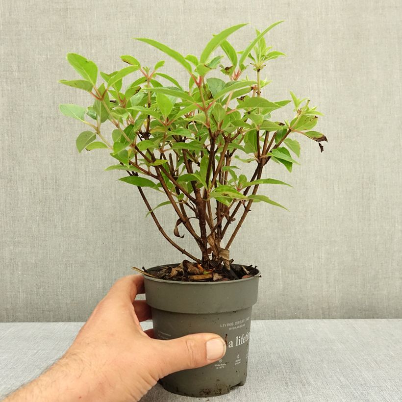 Exemplar von Rispenhortensie Living Candy Love - Hydrangea paniculata Topf 12 cm / 13 cm wie im Sommer geliefert