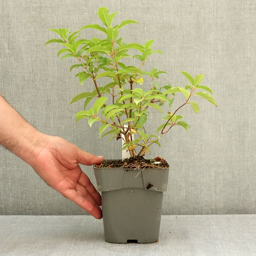 Exemplar von Rispenhortensie Living Pink & Rose  - Hydrangea paniculata Topf mit 2L/3L wie im Sommer geliefert