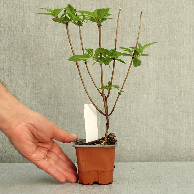 Exemplar von Rispenhortensie Living Pinky Promise - Hydrangea paniculata Kleine Töpfe von 8/9 cm wie im Sommer geliefert