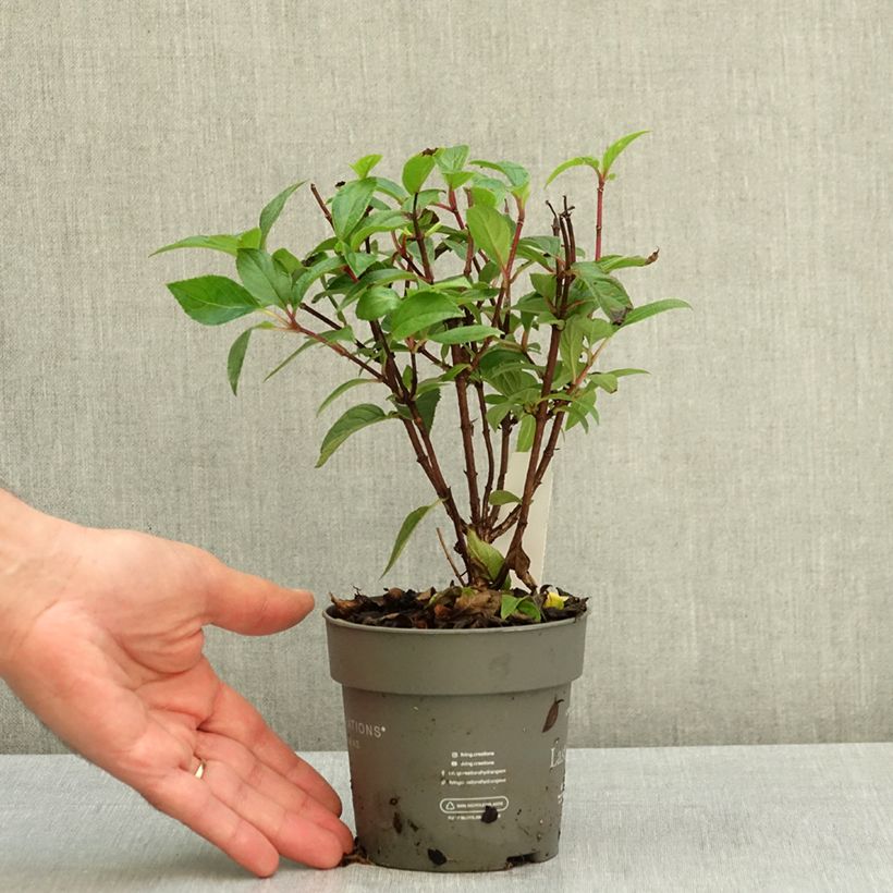 Exemplar von Rispenhortensie Living Strawberry Blossom - Hydrangea paniculata Topf 12 cm / 13 cm wie im Sommer geliefert
